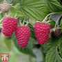 Raspberry 'Summer Lovers Late'