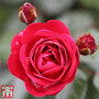 Rose 'Precious Ruby' (Floribunda Rose)