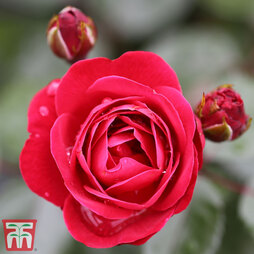 Rose 'Precious Ruby' (Floribunda Rose)