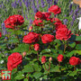 Rose 'Precious Ruby' (Floribunda Rose)