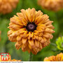 Rudbeckia ?Enchanted? 17/32