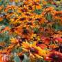 Rudbeckia 'Cappuccino'