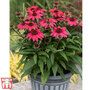 Echinacea SunMagic 'Vintage Ruby'