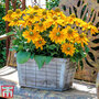 Rudbeckia hirta 'Amarillo Gold'