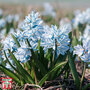 Russian Snowdrop