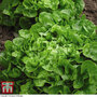 Organic Lettuce 'Red & Green Salad Bowl Mixed' (Loose-Leaf) - Seeds