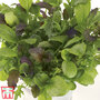 Salad Leaves 'Colourfully Mild Mix' - Seeds