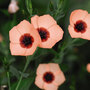 Linum grandiflorum 'Salmon Bright Eyes' - Seeds