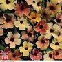 Thunbergia alata 'Salmon Shades' - Seeds
