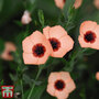 Linum grandiflorum 'Salmon Bright Eyes' - Seeds