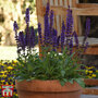 Salvia nemorosa 'Salvatore Deep Blue'