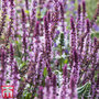 Salvia nemorosa 'Caradonna Pink Inspiration'