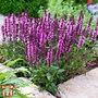 Salvia nemorosa 'New Dimensions Mix'