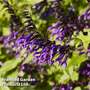Salvia 'Amistad'