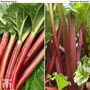 Rhubarb 'Sanvitos®' Duo