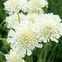 Scabious columbaria subsp. ochroleuca