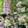 Scented Climber Trio