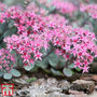 Sedum 'Ruby Glow'