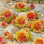 Sempervivum 'Chick Charms® Gold Nugget'