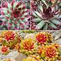 Sempervivum 'Chick Charms Jewel Trio'