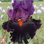 Iris 'Sharp Dressed Man'