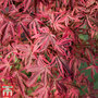 Acer palmatum 'Shirazz'