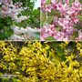 Spring Flowering Shrub Trio