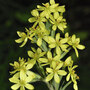 Sisyrinchium palmifolium 'Canary' - Seeds