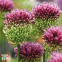 Allium sphaerocephalon