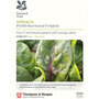 Spinach PV1390 'Red Veined' (National Trust)