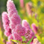 Spiraea douglasii