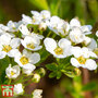 Spiraea cinerea 'Graciosa'