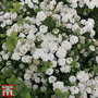 Spiraea betulifolia 'Island'