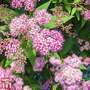 Spiraea japonica 'Odensala'