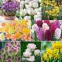Spring Saver Bulb Collection