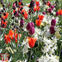 Fresh Spring Bulb Mix