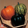 Squash 'Winter Celebration Mix' F1 Hybrid - Seeds