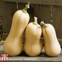Squash 'Hunter' F1 Hybrid (Winter)