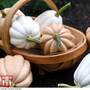 Winter Squash 'Potatoes Duo' - Seeds