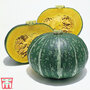 Squash 'Nutty Delica' F1 Hybrid