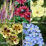 Summer Seed Collection