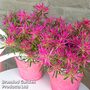 Azalea 'Starstyle Pink'