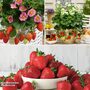Strawberry 'Sweet Collection'