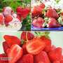 Strawberry All Season Trio