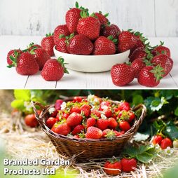 Strawberry Best Duo