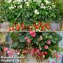 Strawberry 'Summer Breeze Duo' (Everbearer/All Season)