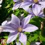 Clematis 'Sugar Sweet'