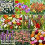 161 Summer Saver Bulb Collection