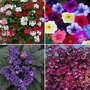 Nurseryman's Choice Summer Container Mix