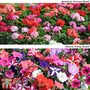Summer Bedding Plant Collection